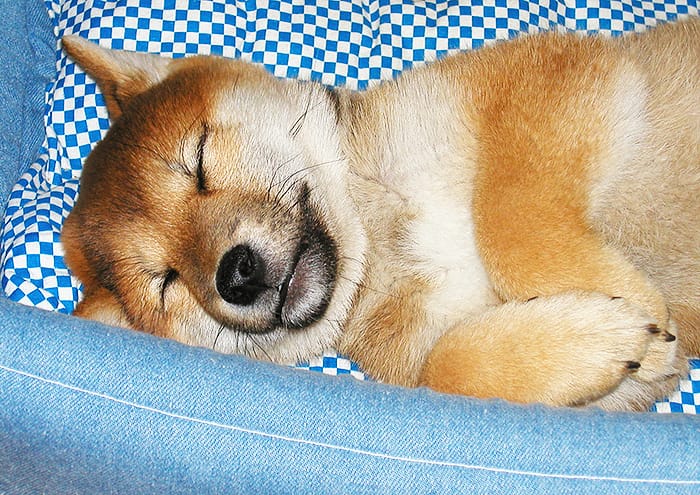 前足を揃えて眠る子犬