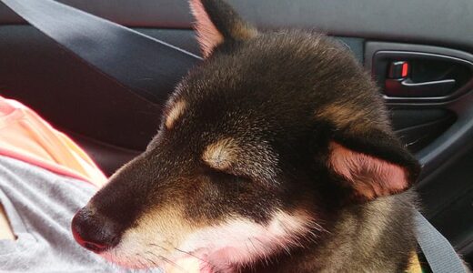 柴犬 黒まめ、フィラリアの薬をもらいに行って車に酔う。（- Shiba Inu -）