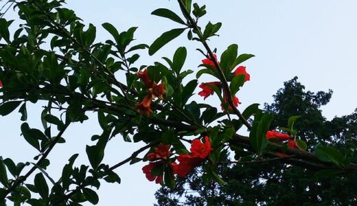 タコウインナーは木になっている。柴犬 空まめとの散歩での出来事。（カタツムリも見つけたよ。- Shiba Inu-）