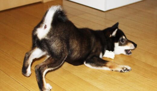 柴犬 黒まめの近況（-Shiba Inu-）