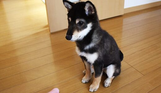 何から何まで長くなった、柴犬 黒まめ。黒まめの近況2（-Shiba Inu-）