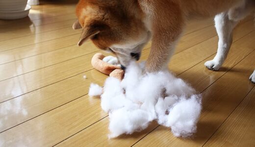おもちゃを壊してしまった 柴犬 空まめ。なかよくできるかな？- 第7弾（柴犬多頭飼い）-Shiba Inu-