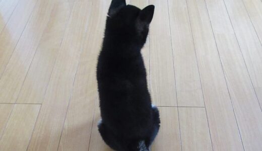黒猫 黒まめ登場！