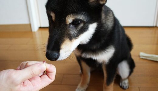 柴犬 黒まめ、全ての犬歯が抜ける（-Shiba Inu-）