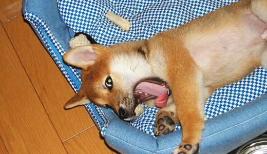 下のソーシャルリンクからフォロー