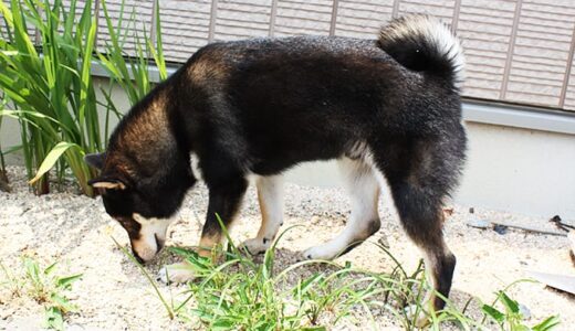 柴犬 黒まめ、蝉は苦手だよ。-Shiba Inu-
