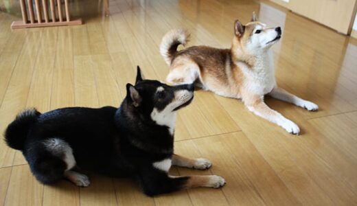 柴犬 空まめ・黒まめも大喜び！ 本場さぬきの「うどん揚げぴっぴ」は犬用もある。