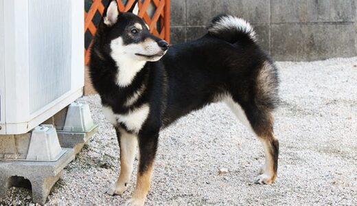穴掘り名人の柴犬 黒まめ。-Shiba Inu-
