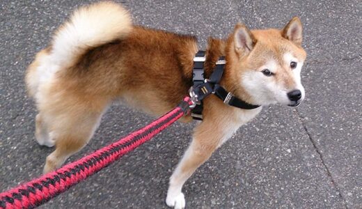 タコウインナーがタコ風船になった日。柴犬 空まめとお散歩。- Shiba Inu -