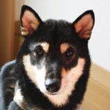 柴ハート　瞳の中にハート印