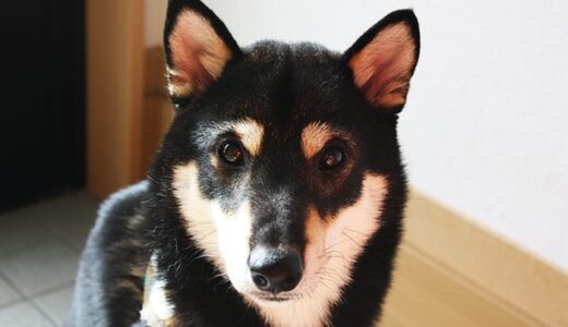 黒柴 黒まめが「柴ハート（Shiba Heart）」にチャレンジしてみたよ。柴犬の目がハートです。瞳に注目してね。