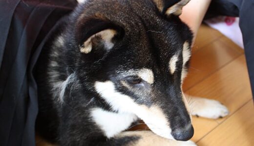 犬ガムで仲良くなる？ケンカになる？（犬用 チーズスティック）