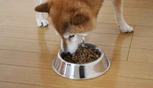 柴犬 空まめのお口のケア。用意したのはシグワンの歯ブラシ、スケーラー、鉗子。歯石取りは結構大変。- Shiba Inu -