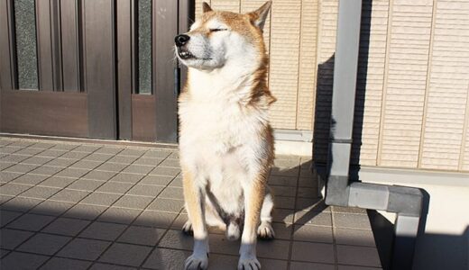 朝の散歩のあと、まったり朝日を浴びて気持ちよさそうな柴犬 空まめ - Shiba Inu -