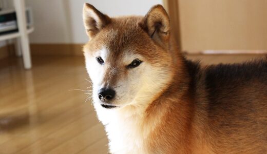 めっきり歳が感じられるようになった柴犬 空まめ -Shiba Inu-