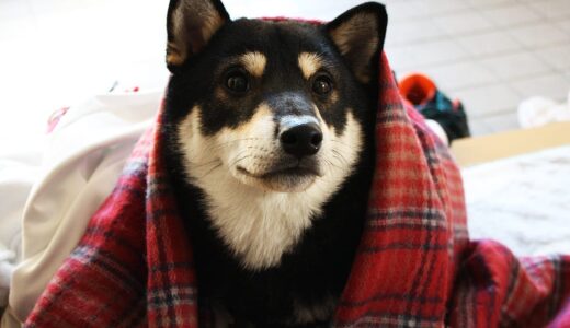 柴犬 黒まめの赤ずきんチャン - Shiba Inu -