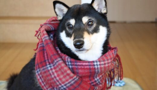 2016年1月25日、黒まめが亡くなりました。