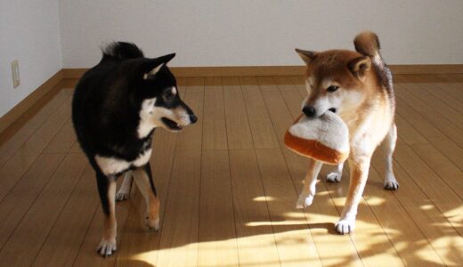 もう見守るしかない柴犬 空まめと黒まめ（柴犬多頭飼い）- Shiba Inu -