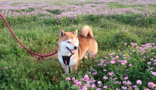 柴犬 空まめ、レンゲと戯れる。