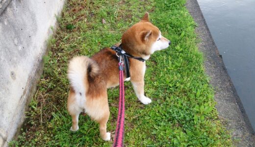 柴犬 空まめは、雨の日も平気。