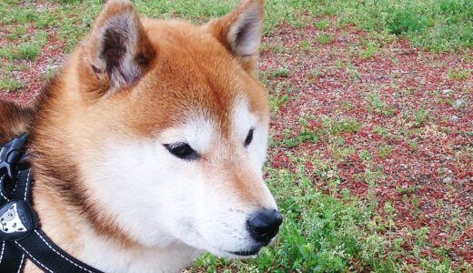 八重桜や藤の花の季節になりました。