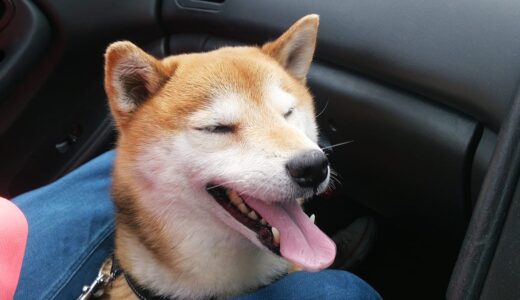 今年も予防注射の季節がやって来ました。