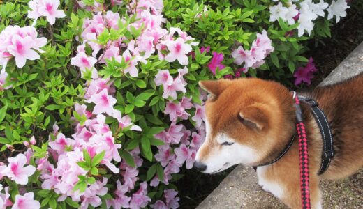柴犬 空まめとツツジ