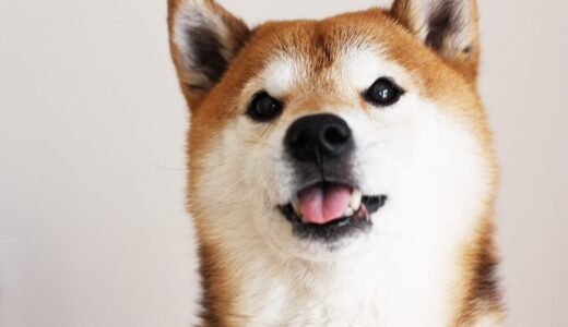 愛犬を選ぶときは親犬の性格を確認することが大切です。