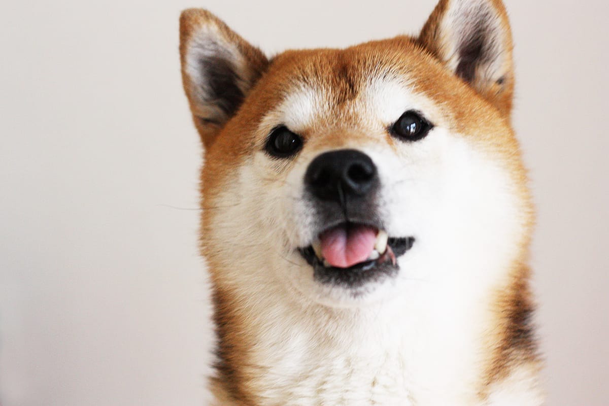 愛犬を選ぶときは親犬の性格を確認することが大切です まめ家の柴犬 愛犬を選ぶときは親犬の性格を確認することが大切です まめ家の柴犬