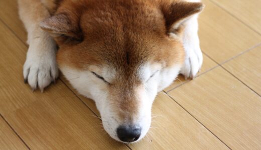 家の中では気ままな柴犬 空まめ