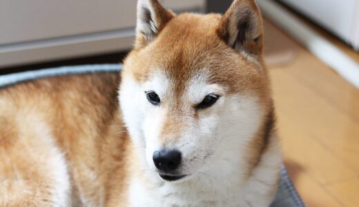 突然鼻がむずがゆくなる柴犬 空まめ