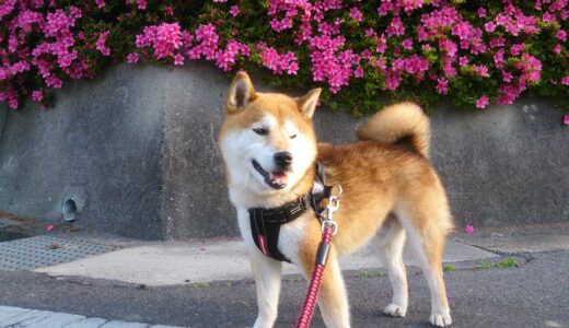 サツキと柴犬 空まめ、サツキとツツジ
