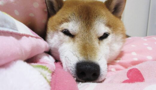 布団が大好きな空まめ