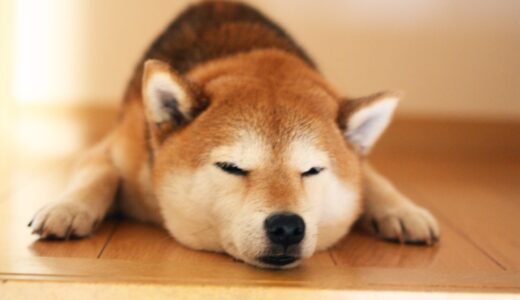 朝起きたら何故かふてくされていた柴犬 空まめ