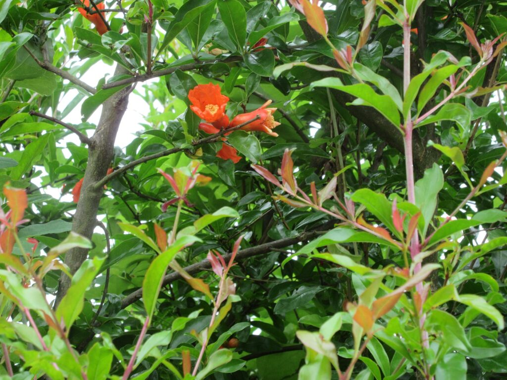 ザクロの花が咲きましたが まだタコウインナーはあまり落ちていません まめ家の柴犬