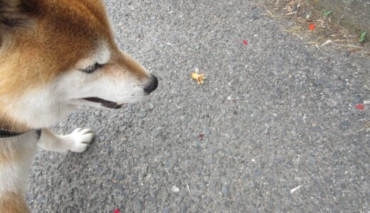 ザクロの花が咲きましたが、まだタコウインナーはあまり落ちていません。