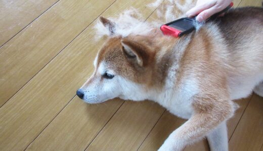 アホ毛が気になる柴犬 空まめ