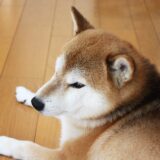 胡麻柴になれなかった柴犬 空まめ