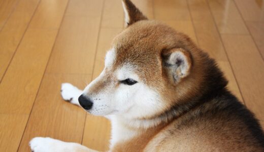 胡麻柴になれなかった柴犬 空まめ