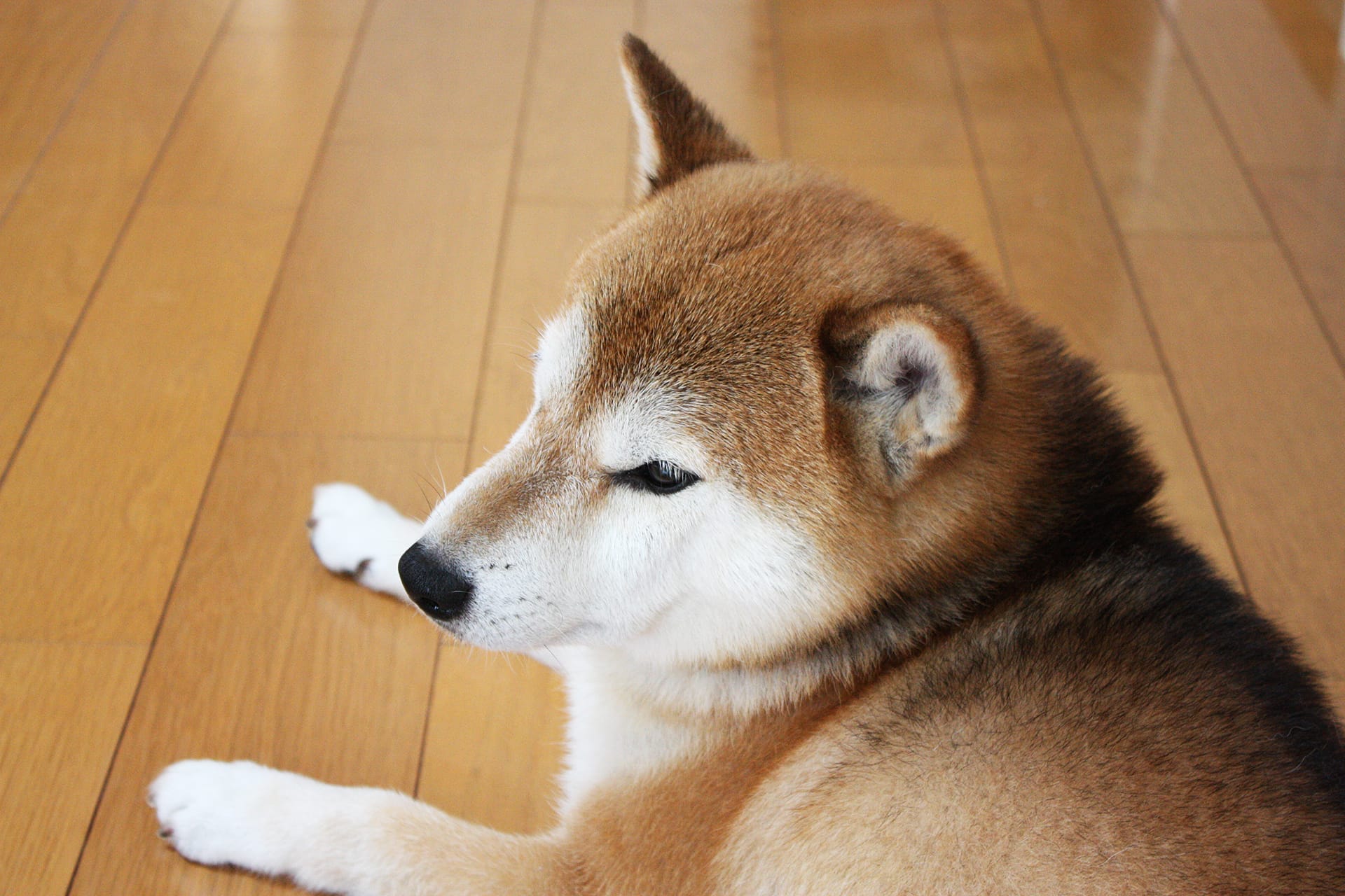 胡麻柴になれなかった柴犬 空まめ まめ家の柴犬