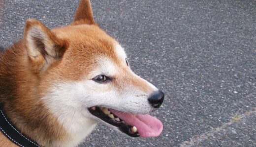 散歩の途中ザクロの木を見に行って遭遇した巨大生物！