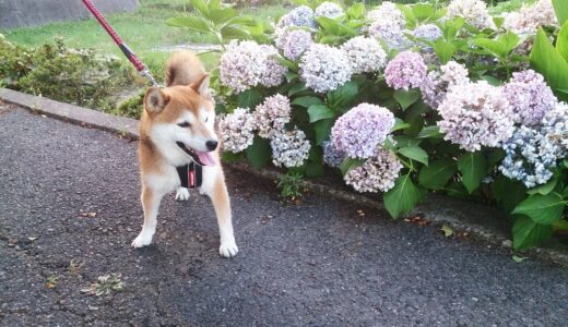 柴犬 空まめとアジサイ