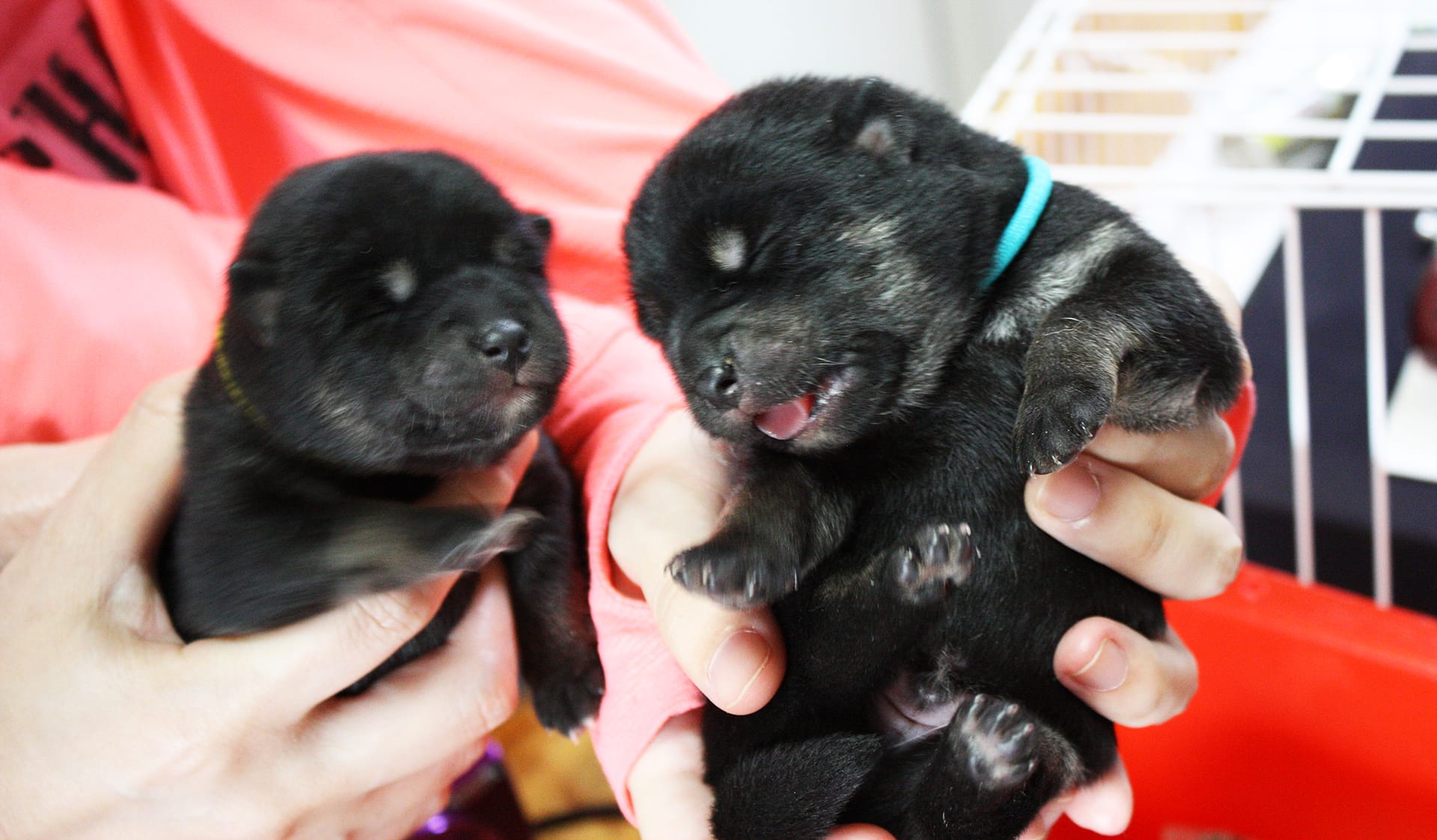 黒柴 大福まめがやってくる！ | まめ家の柴犬