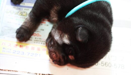黒柴 大福まめのお父さん・お母さん
