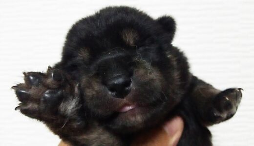 下のソーシャルリンクからフォロー