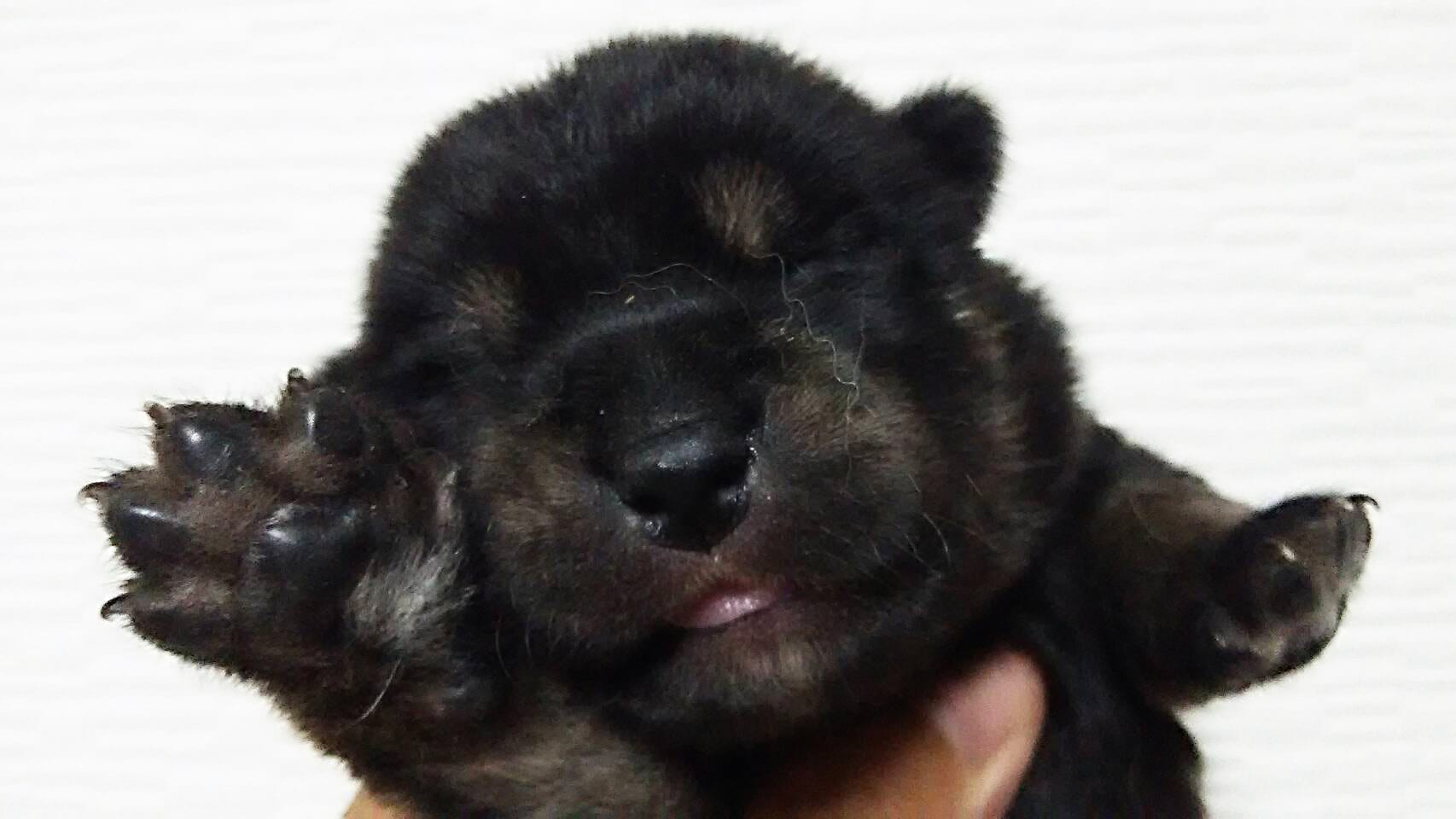 黒柴 大福まめの実家訪問 お世話になっているブリーダーさんの柴犬たち まめ家の柴犬