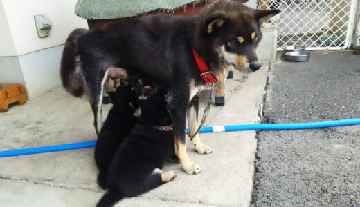 柴犬の成長記録：生まれてから日齢33日までの柴犬