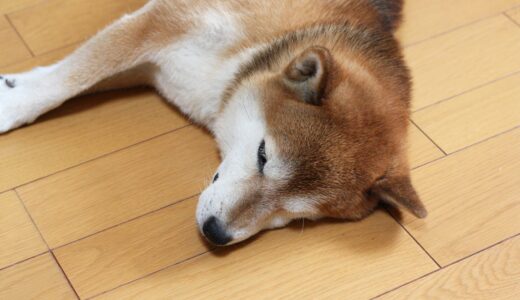 アピールする柴犬 空まめ