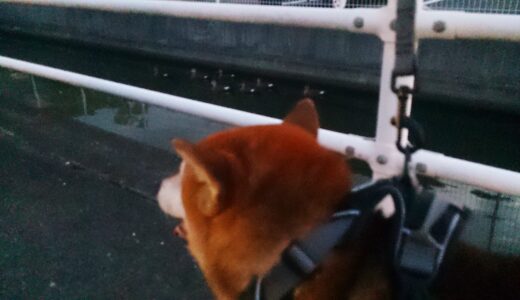 柴犬 空まめとの散歩で出会ったカモはマガモ？アイガモ？カルガモ？