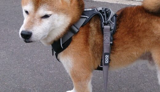 柴犬 空まめのハーネスを新調（DOG Copenhagen：ドッグコペンハーゲン〜引っ張り防止用にもおすすめ）